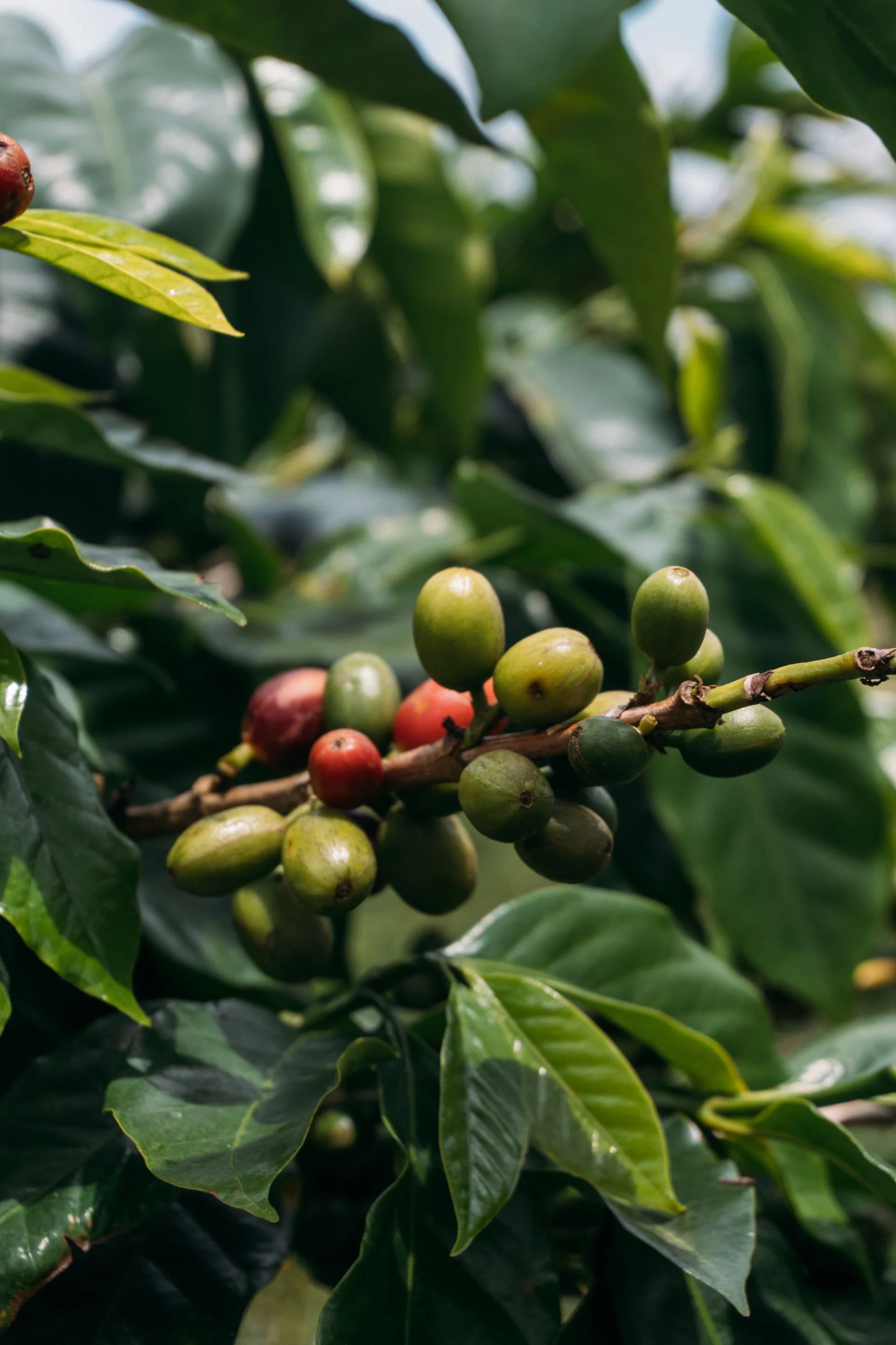 Workers hand-picking the finest green coffee beans for quality selection