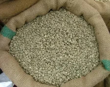 Sustainable Ethiopian coffee farm with shade-grown coffee plants