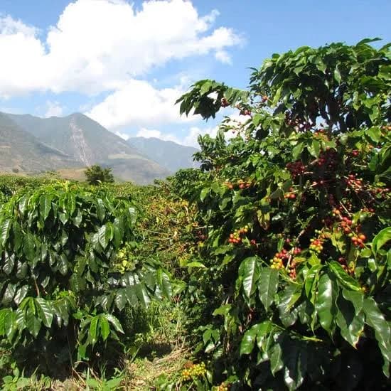 Landscape showing the diverse coffee-growing terroirs of Ethiopia