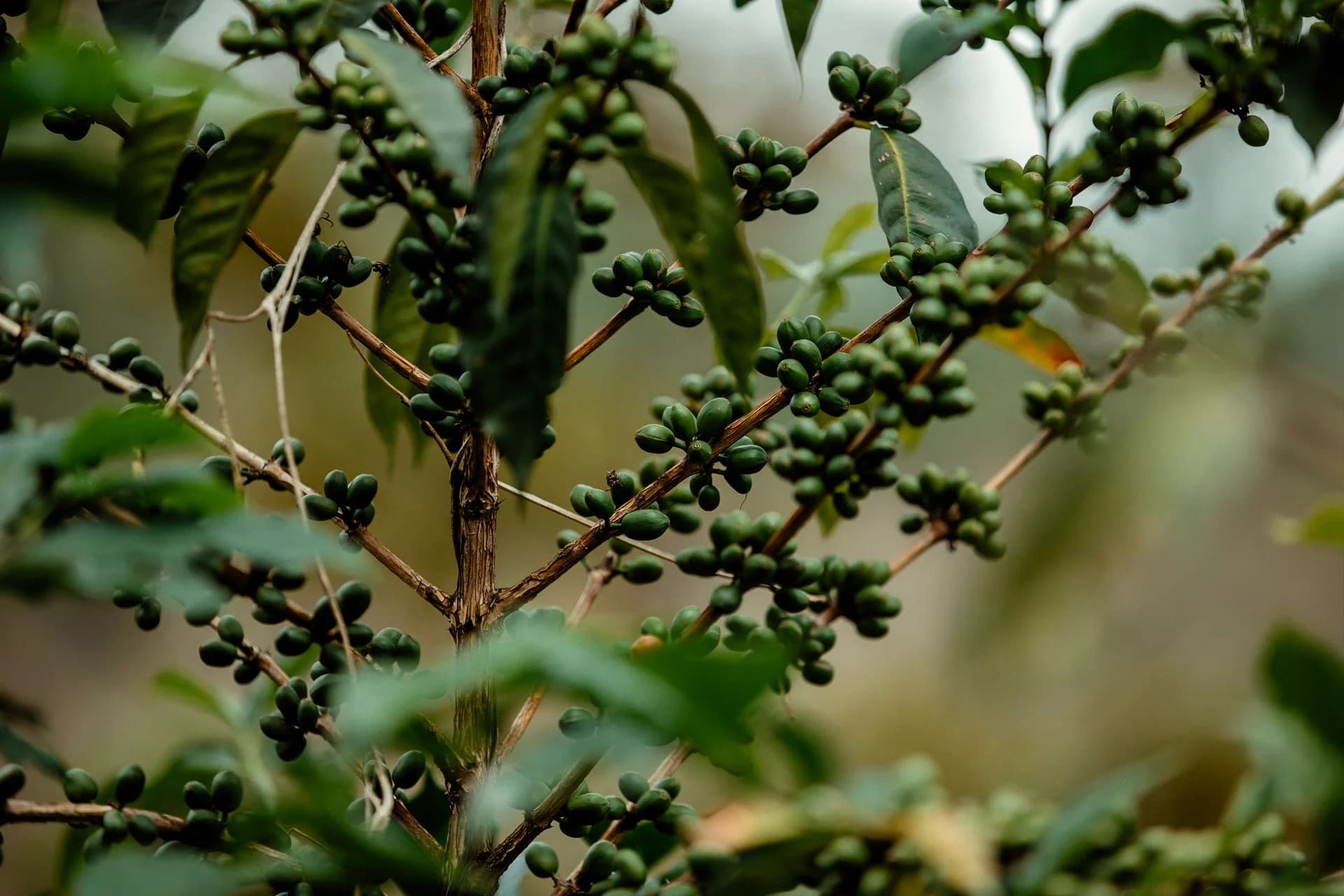 Traditional Ethiopian method of processing green coffee beans