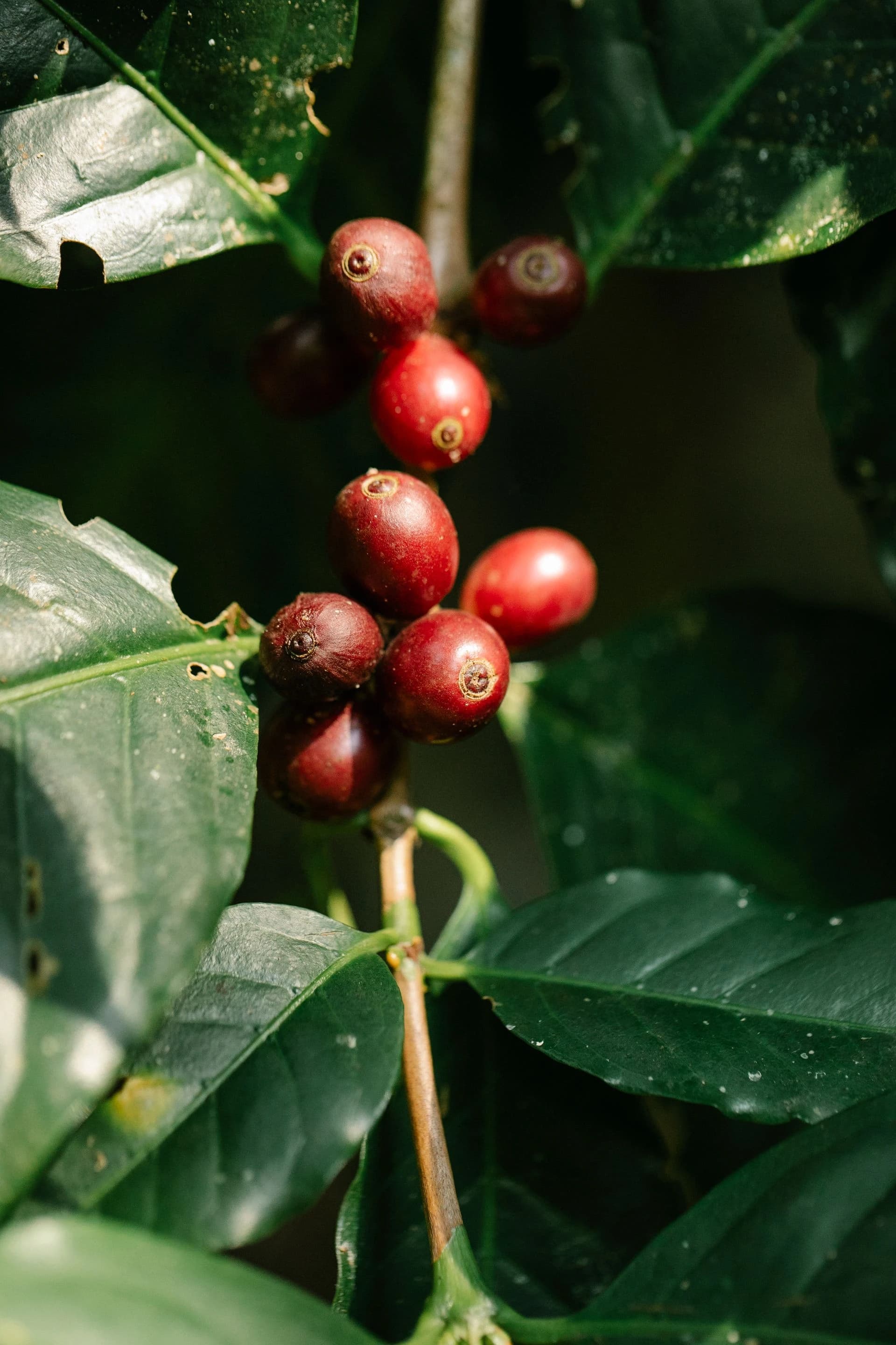Cultural celebration of Ethiopia's rich coffee heritage