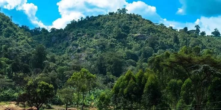 Yirgacheffe coffee region
