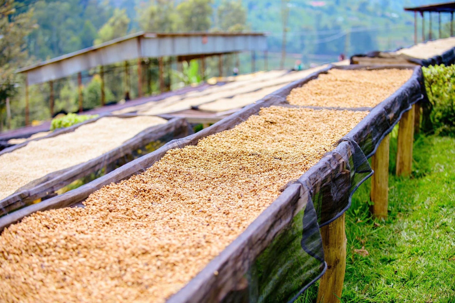 Ethiopian coffee farm in the highlands — T&M Coffee green coffee wholesale sourcing