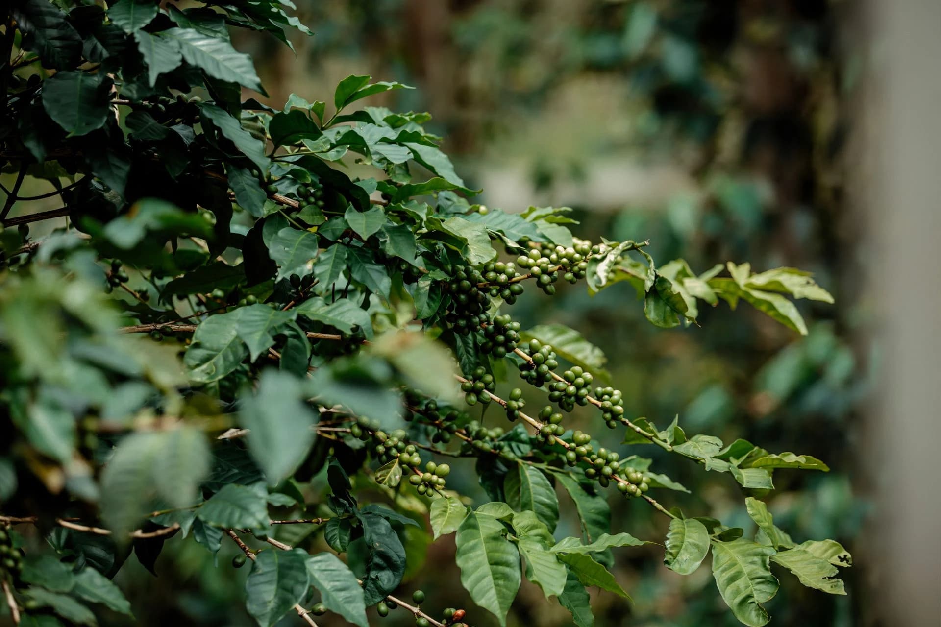 Lekemete coffee growing region in the Ethiopian highlands