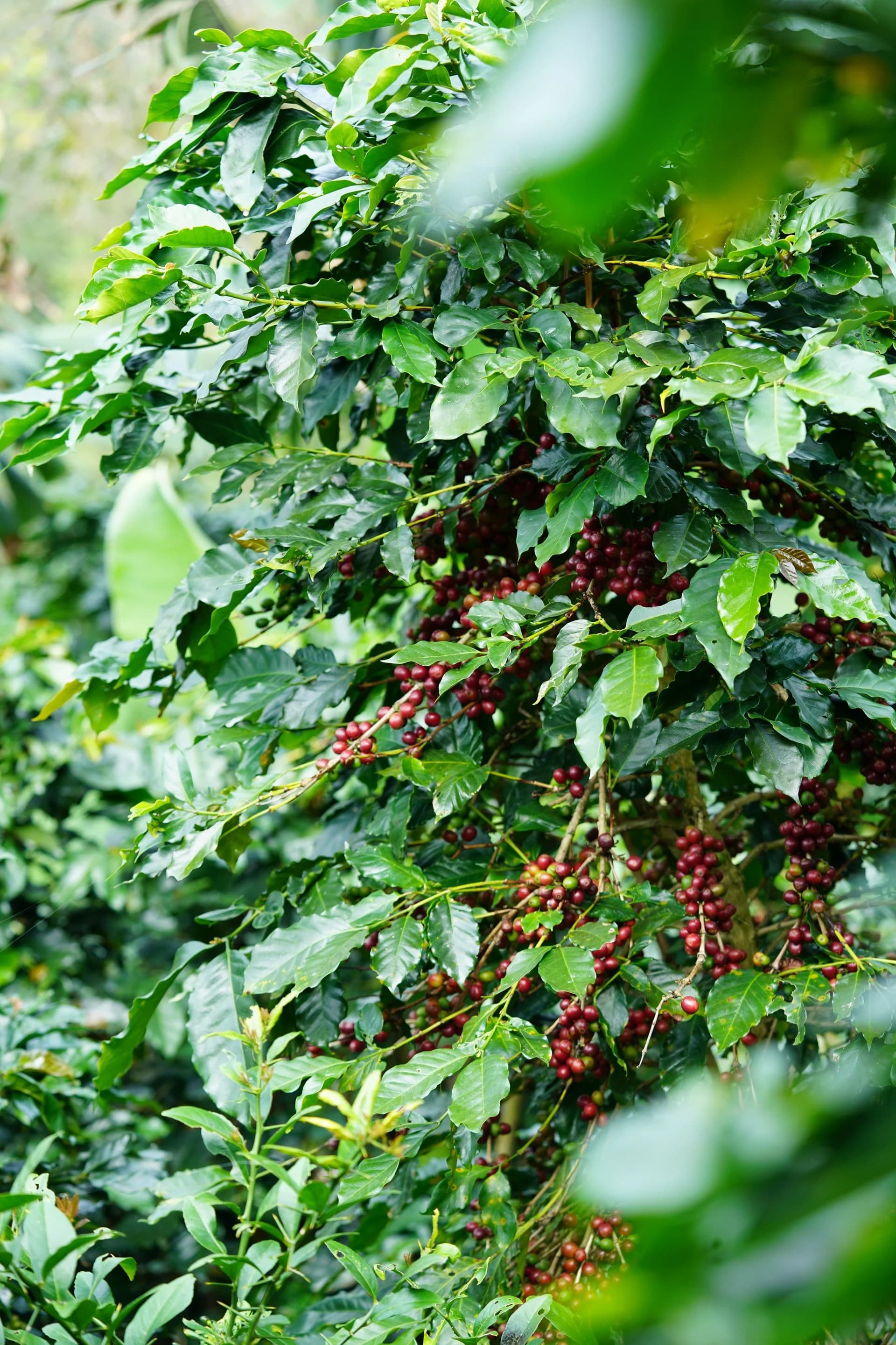 Limu coffee growing region in southwestern Ethiopia