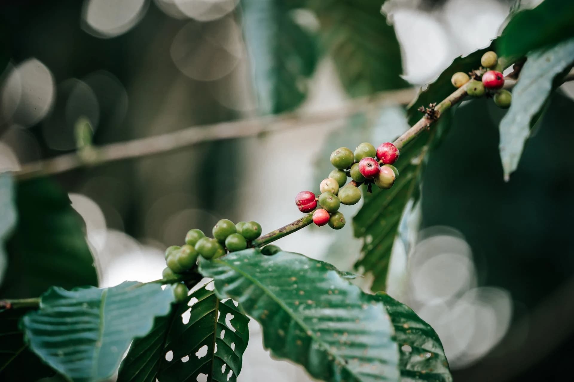 Sidamo coffee growing region in southern Ethiopia