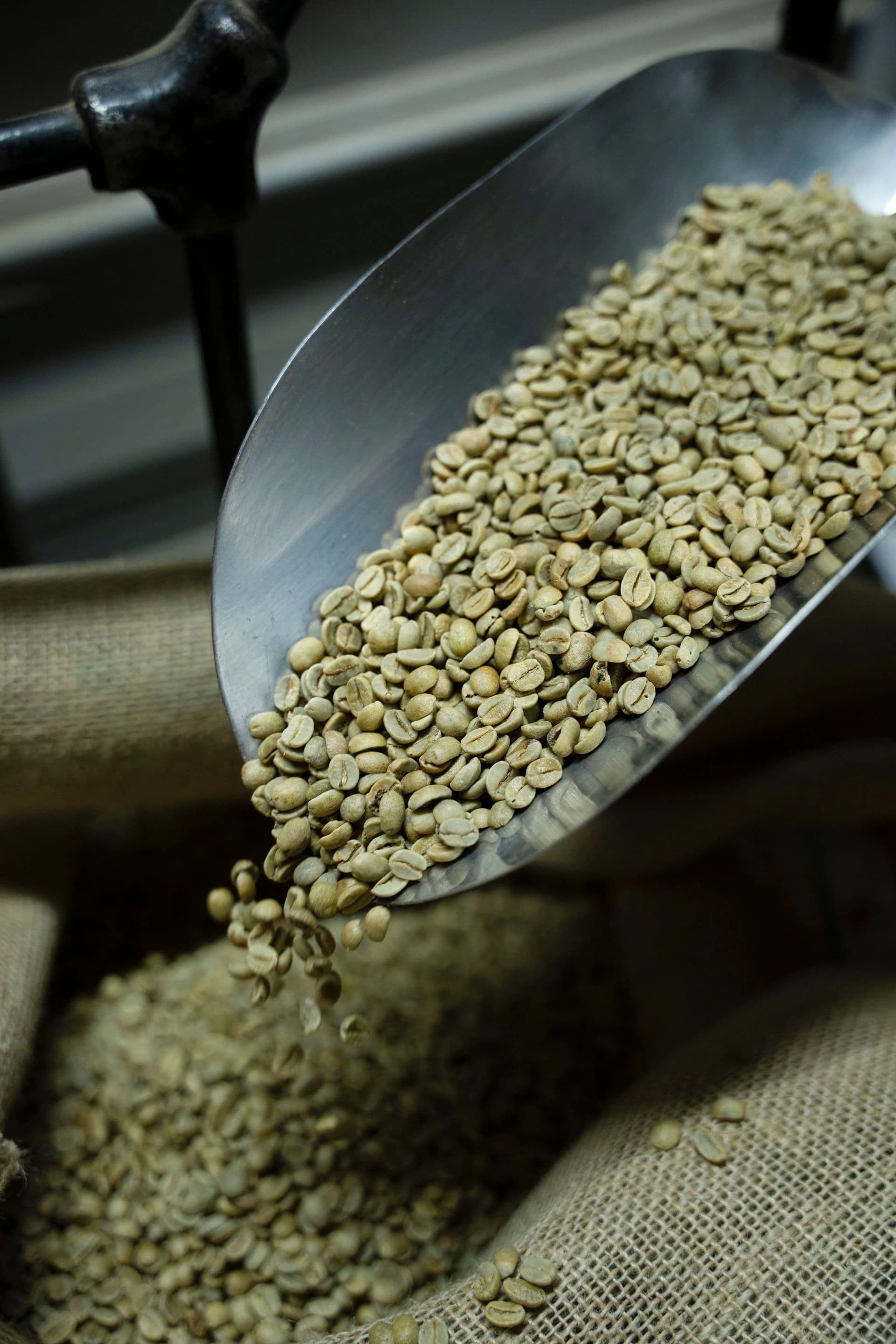 Ethiopian coffee farmers hand-picking green coffee beans in the highlands