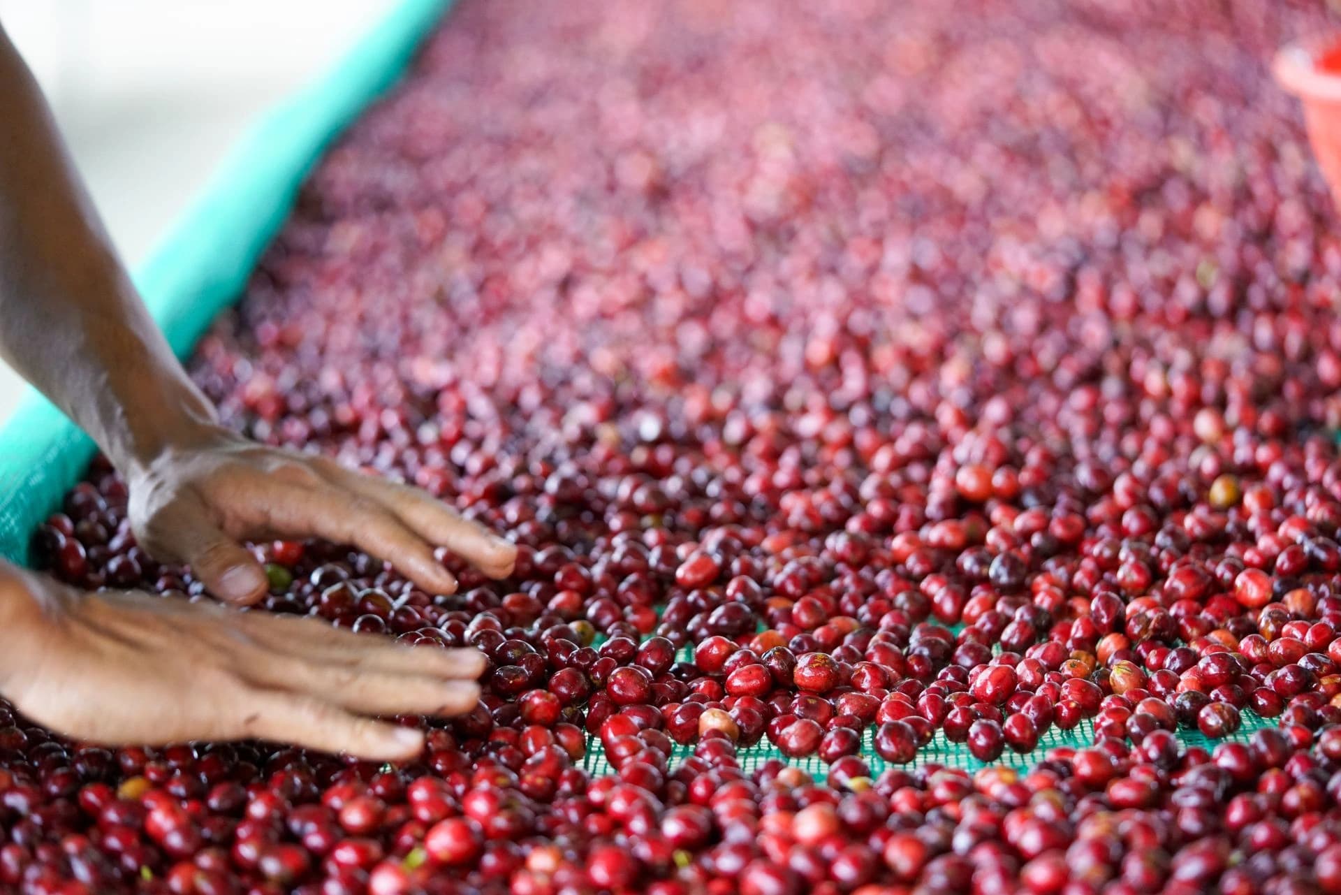 Premium Ethiopian green coffee beans selected during quality sourcing
